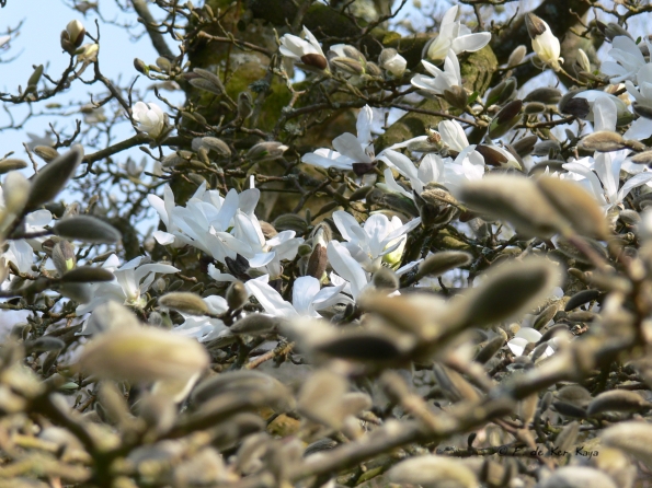 Bois des Moutiers (67) mars 2012